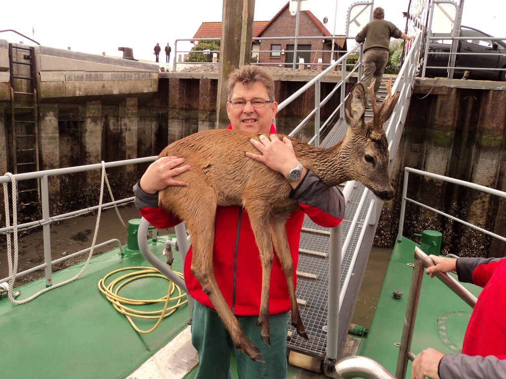Rehnotretter Ralf Jüttner vom Seenotkreuzer "Bernhard Gruben" von der Station Norderney, mit dem geretteten Rehbock am Anleger der Deutschen Gesellschaft zur Rettung Schiffbrüchiger (DGzRS) in Norddeich am 1. Juni 2014. Foto (c): DGzRS